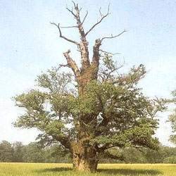 Alter einzel stehender Baum